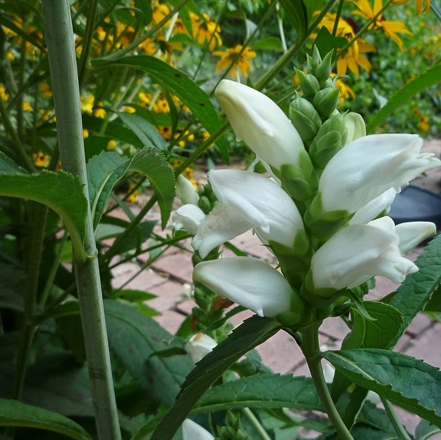 white turtlehead cultivated