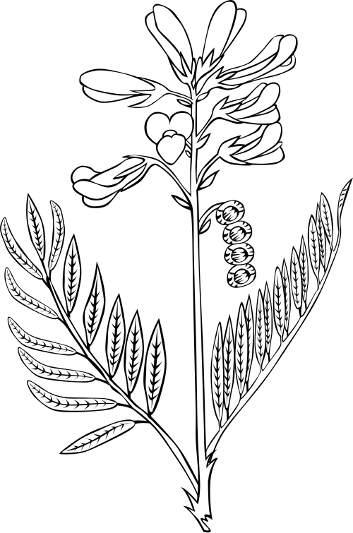 Utah sweetvetch  Hedysarum boreale BW