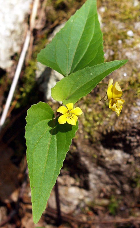 Halberd-leaf Violet  Viola hastata