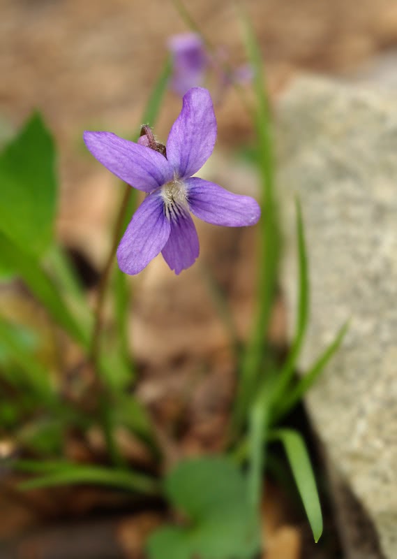 Long-Spurred Violet  Viola rostrata