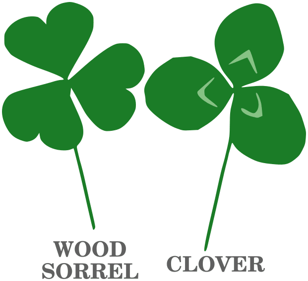 wood sorrel vs clover