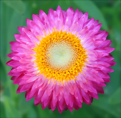 pink yellow flower