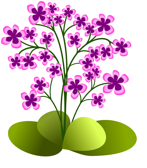 purple pink flowers