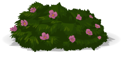 flower bush 5