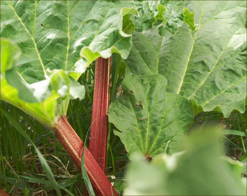 Rhubarb in May