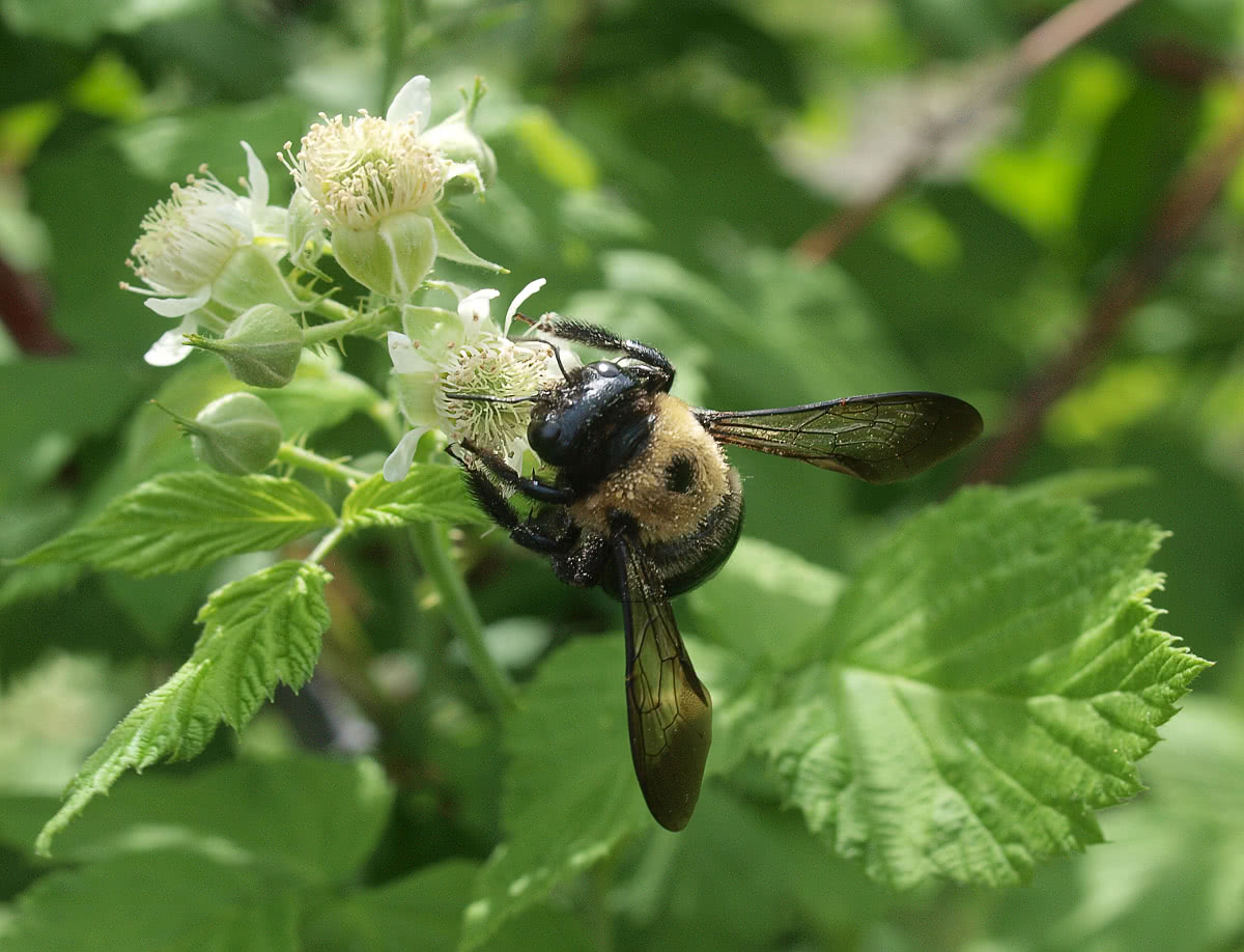 Bee on Black Raspberries