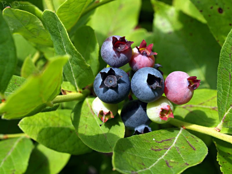 blueberries 07 04 2010