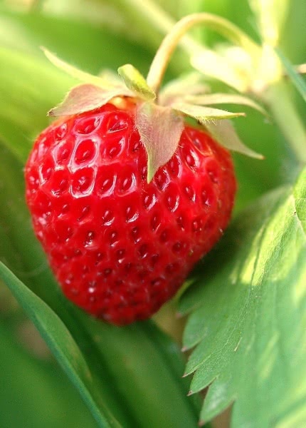 strawberry ripe