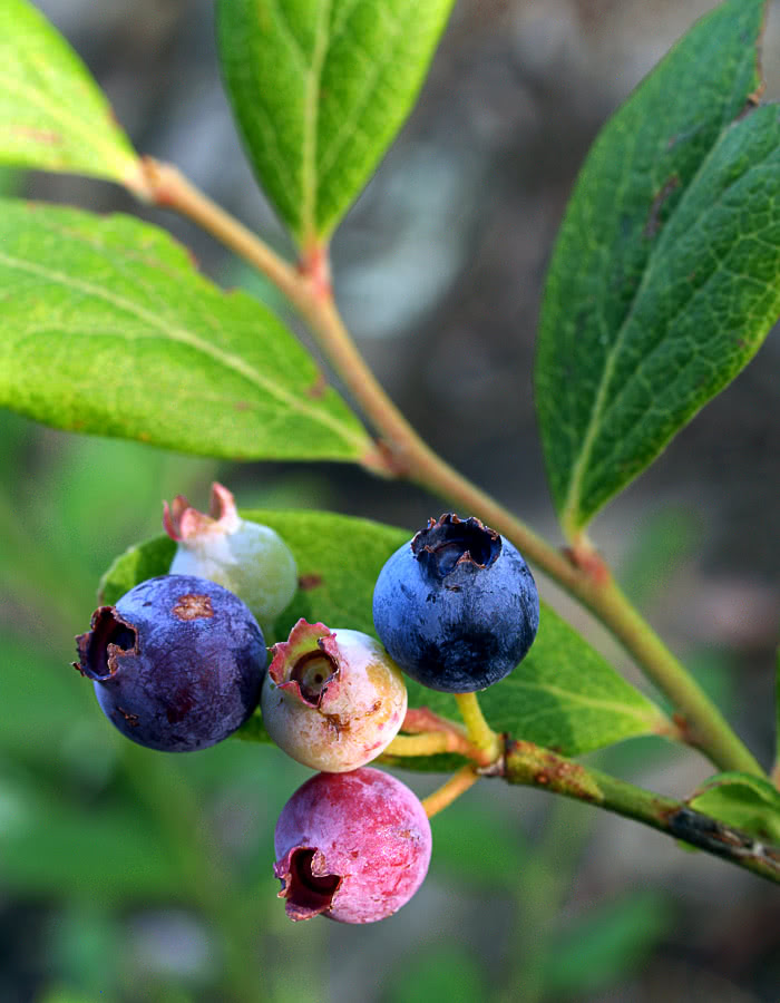wild blueberries June 2010