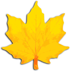 maple leaf fall yellow