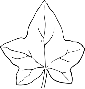 ivy leaf 2