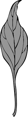 ivy leaf 4