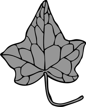 ivy leaf 5