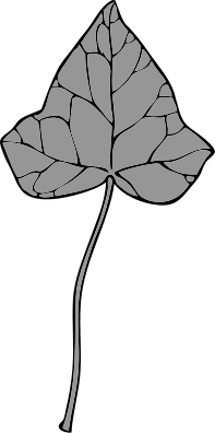 ivy leaf 7