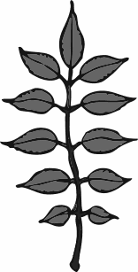 ash leaves