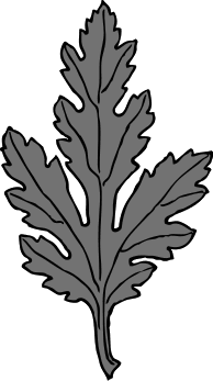 chrysanthemum leaf