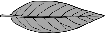 lanceolate leaf 2