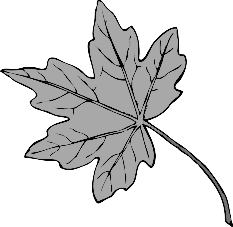 maple leaf 1