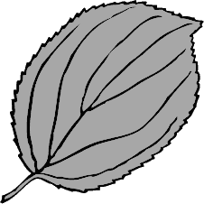 serrate leaf