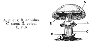 Mushroom labeled