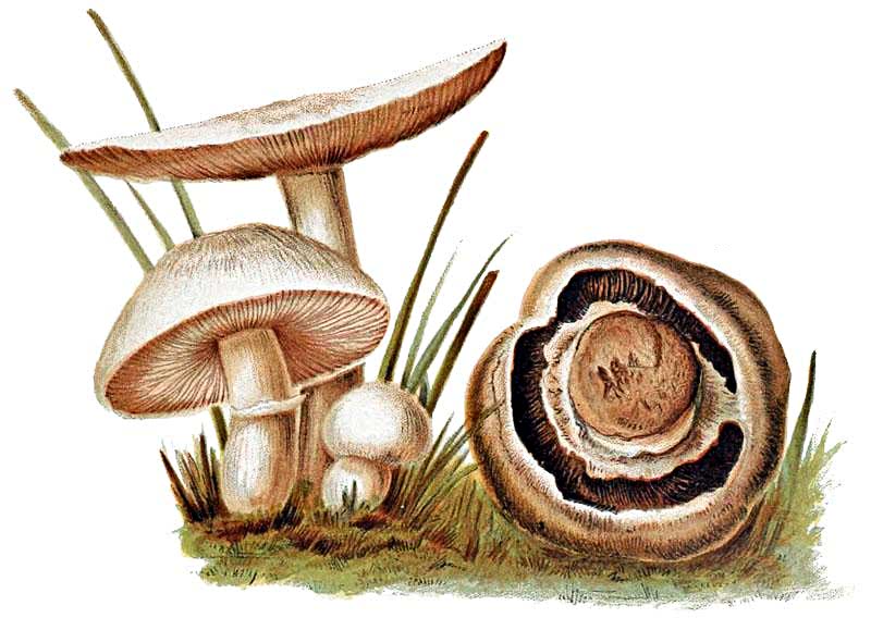 field mushroom  agaricus campestris