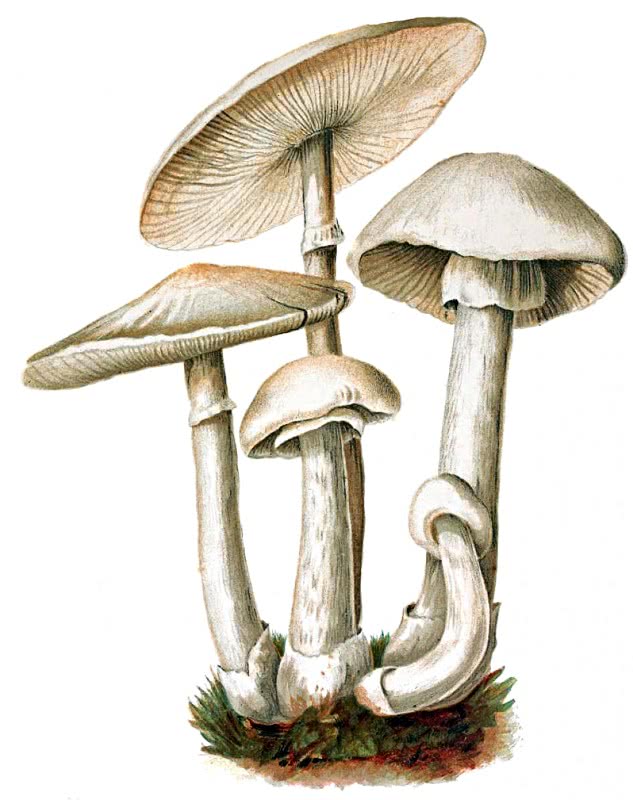 Fools mushroom  Amanita vernus