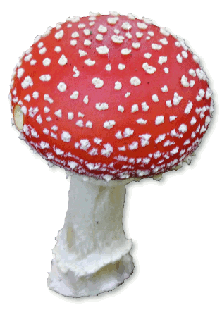 amanita muscaria  poisonous and psychoactive toadstool