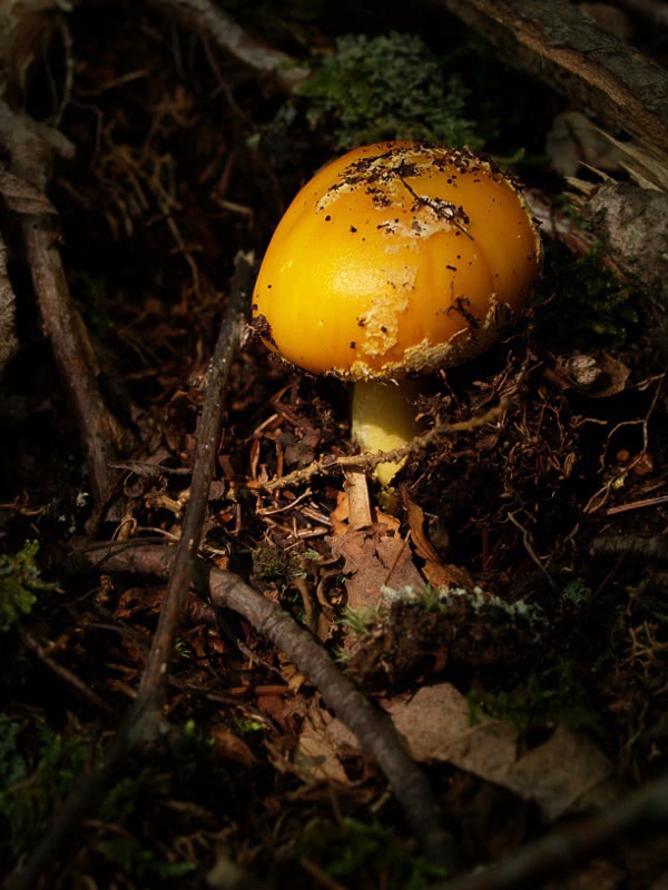 mushroom rising  Amanita