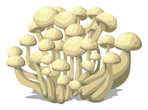 mushroom group