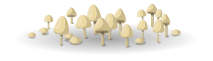 mushroom patch