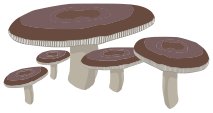 mushrooms 6