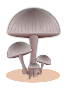 mushrooms clump