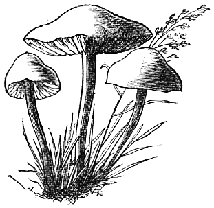 Fairy Ring Mushroom  Marasmius oreades