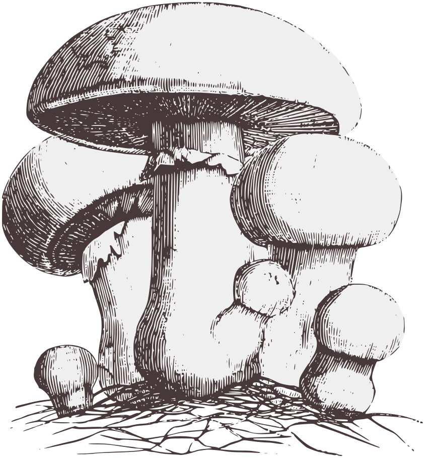 common meadow mushroom