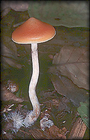 mushroom_photos/
