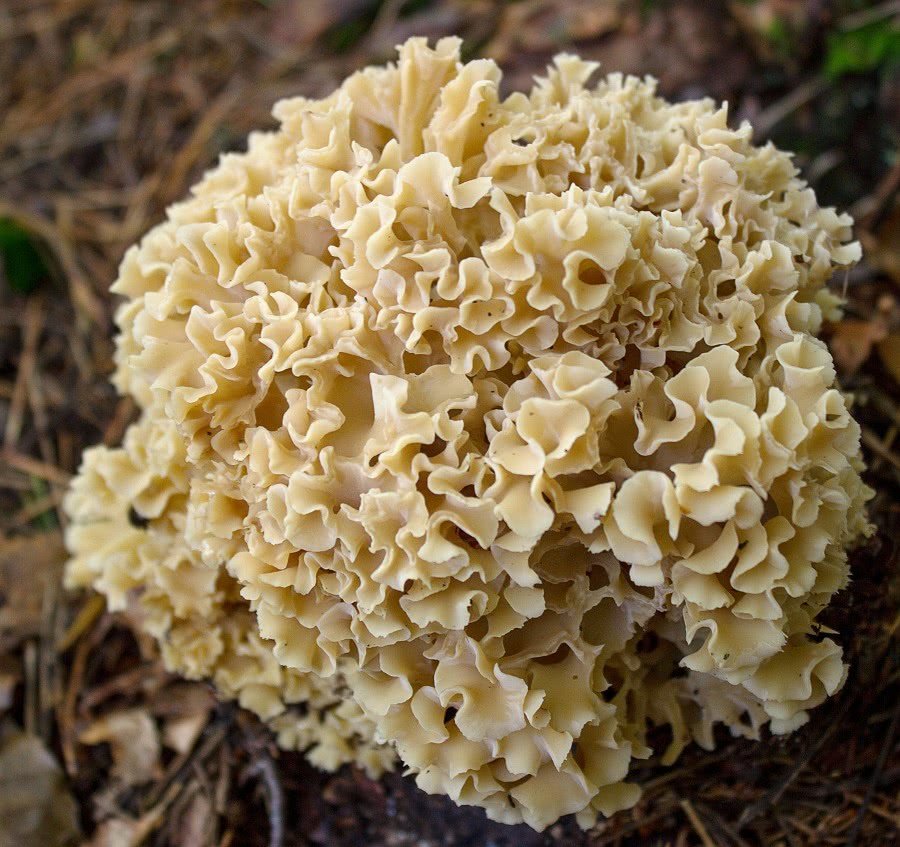 Cauliflower mushroom  Sparassis crispa