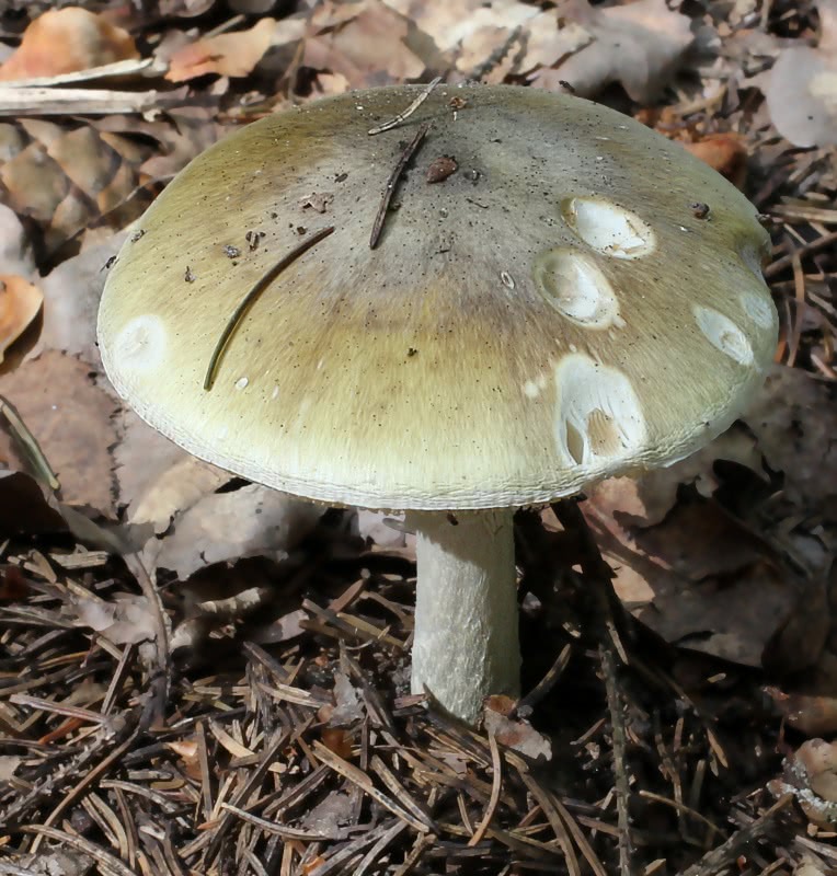 Death Cap Mushroom  Amanita phalloides
