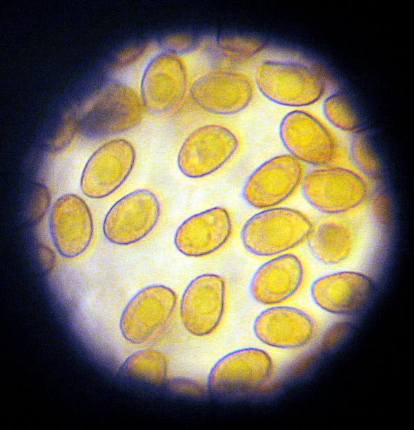 Gymnopilus luteofolius spores