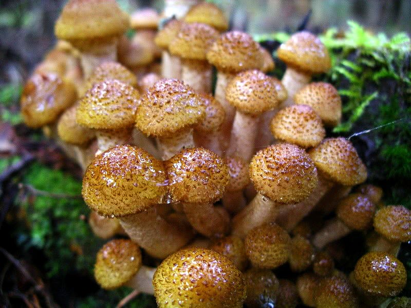 Honey fungus  Armillaria mellea