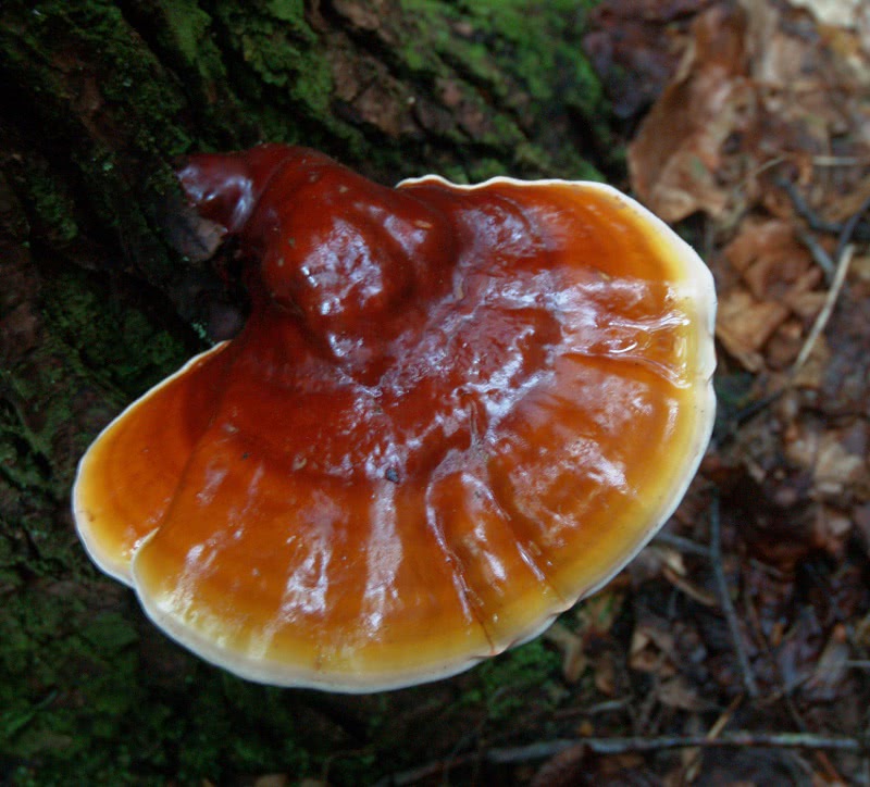 Lingzhi mushroom  Ganoderma Lucidum