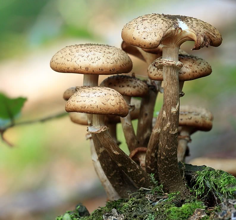 Opienki mushrooms