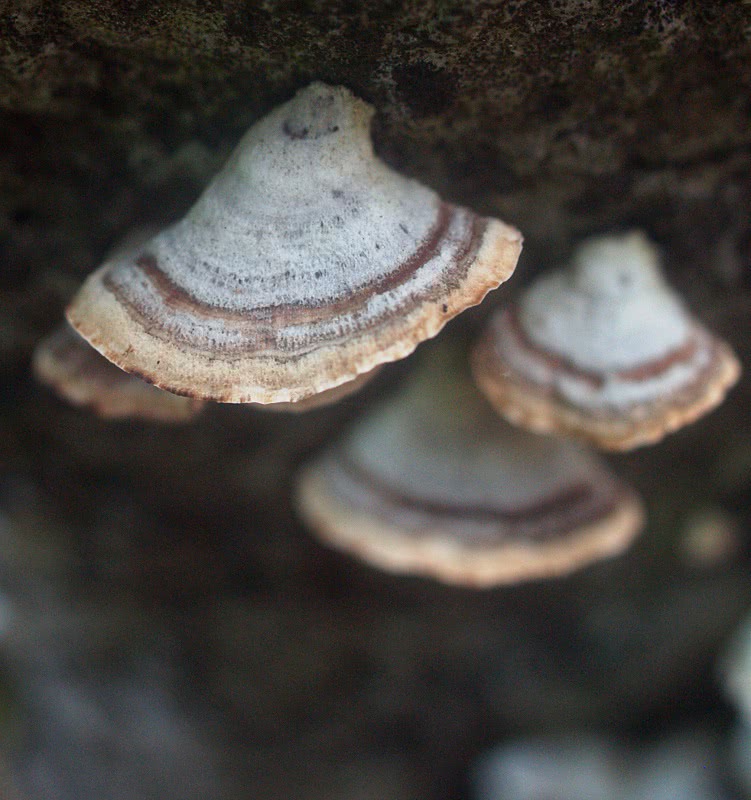 Turkey Tail mushroom  Trametes versicolor