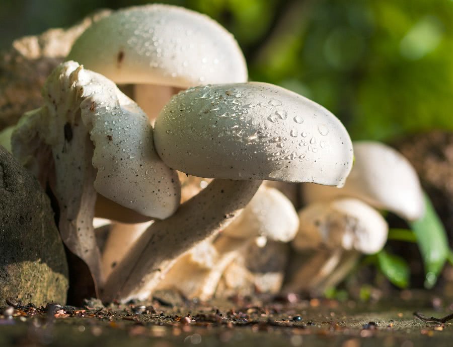 mushroom after rain
