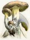 mushrooms_named/