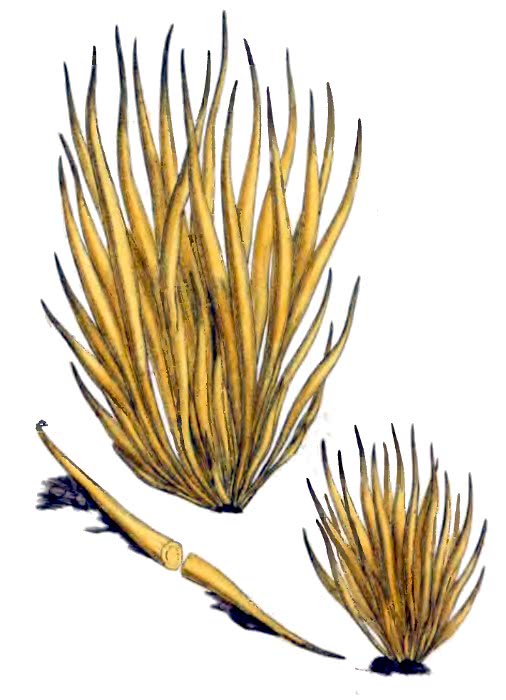 Golden Spindles  Clavulinopsis fusiformis