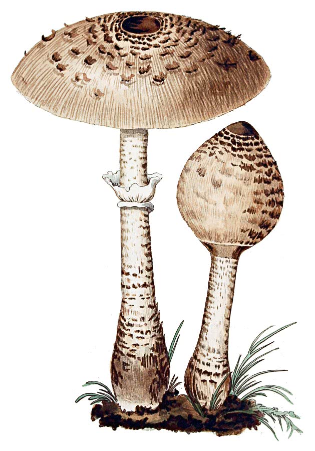 Pasture mushroom  Macrolepiota procera