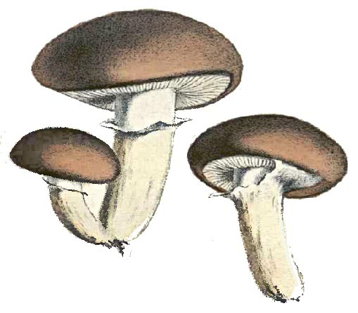 Tricholoma batschii