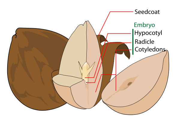 Avocado seed diagram