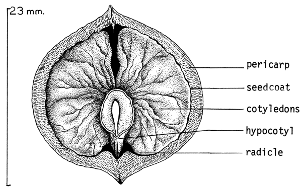 hickory nut anatomy