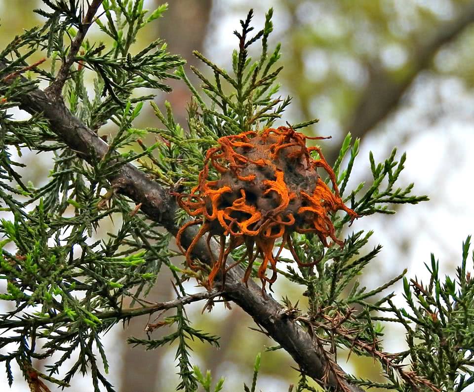 Cedar Apple Rust Gall  fungus